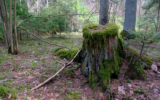 Stump with moss in the forest. Moss close-up.nature