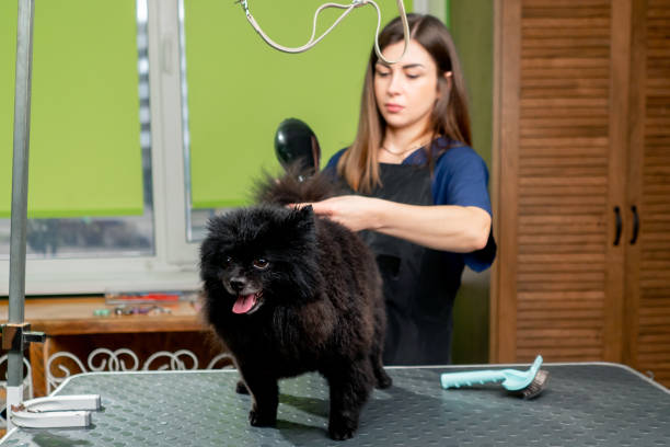 istock in a grooming salon small black washed spitz shakes after a bath the groomer dries it with a hairdryer 2148494792