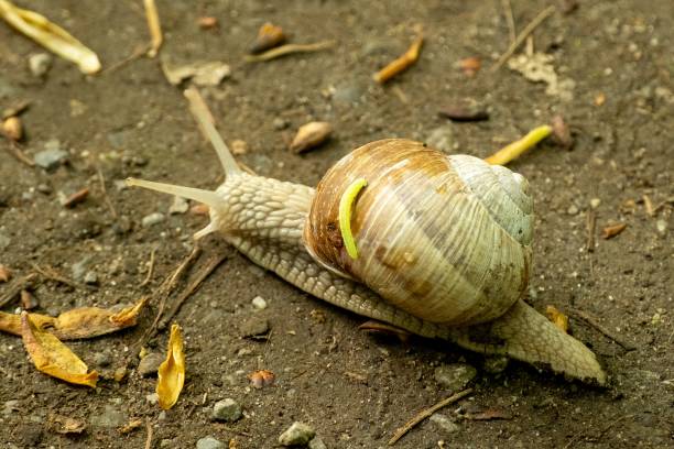 istock snail with house and small worm 2148494863