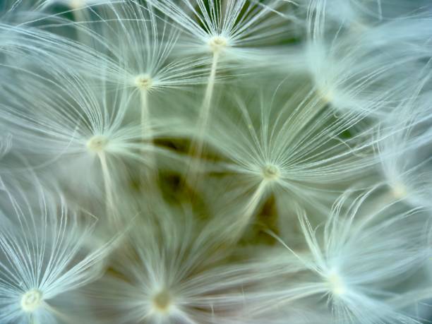 istock Extreme close up of dandelion 2148495104