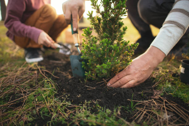 istock Father and son planting trees outdoors in springtime 2148495285