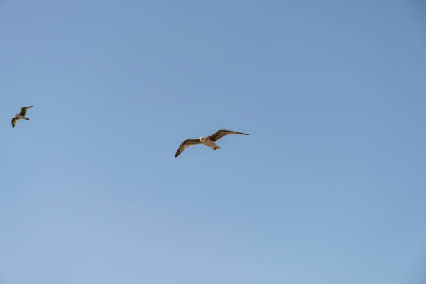 istock Seagull on blue background. European herring gull, Larus argentatus. Seagull flying in front of blue clouds. 2148495325