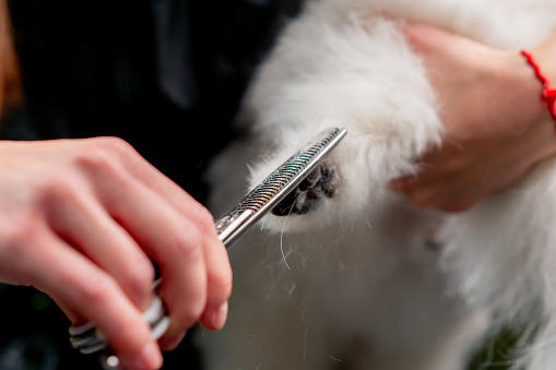 close up in the grooming salon a small white Spitz is washed and paws are trimmed by the groomer