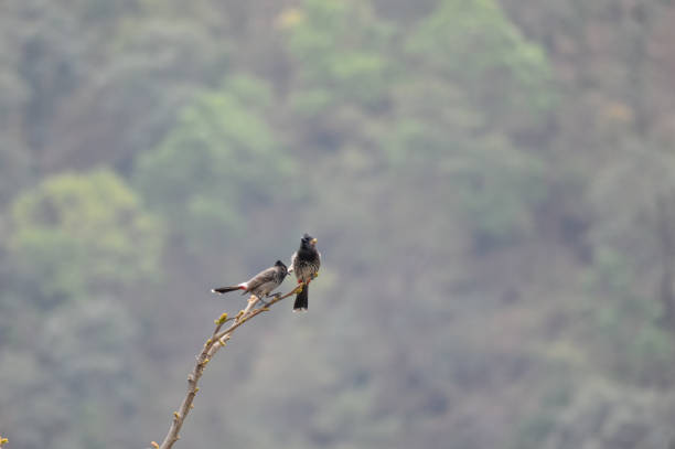Two red vented bulbul birds commonly found in Bengal region.