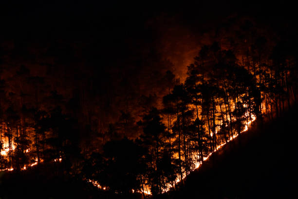 A forest fire at night time in Meghalaya.