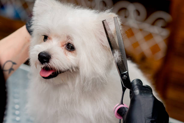 istock close up in the grooming salon small white Spitz is washed groomer procedure muzzle trimming 2148495826