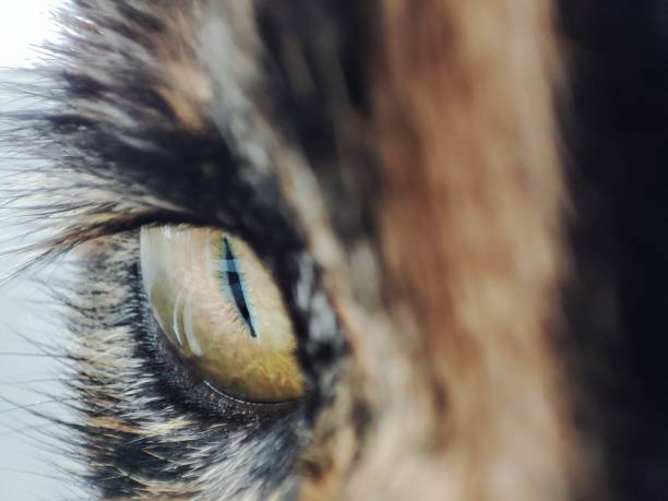 Macro photography of cat's face. Nose, eyes.  Constricted pupils. Photography of Tortoiseshell cat.