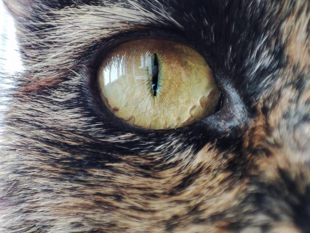 istock Cat's yellow eyes. Tortoiseshell cat 2148495952