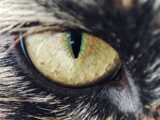 istock Cat's yellow eyes. Tortoiseshell cat 2148495976