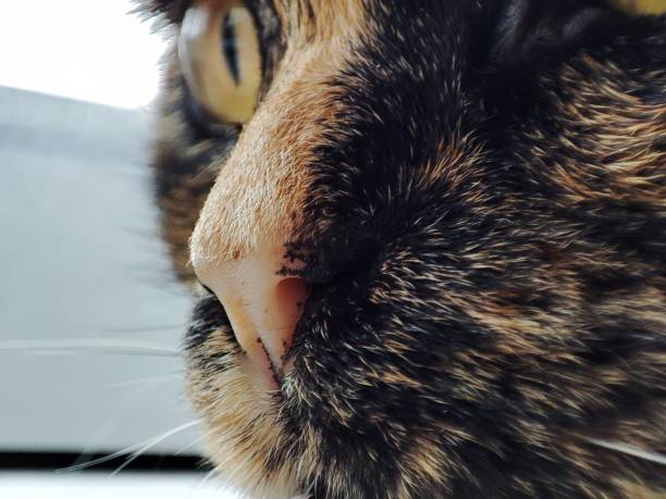 Macro photography of cat's face. Nose, eyes.  Constricted pupils. Photography of Tortoiseshell cat.