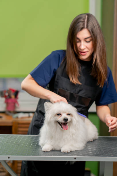 istock in a grooming salon groomer combs a small washed white spitz before a haircut 2148497230
