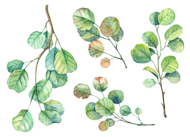 istock Set of high quality realistic branches with leaves - watercolor illustration 2148497304