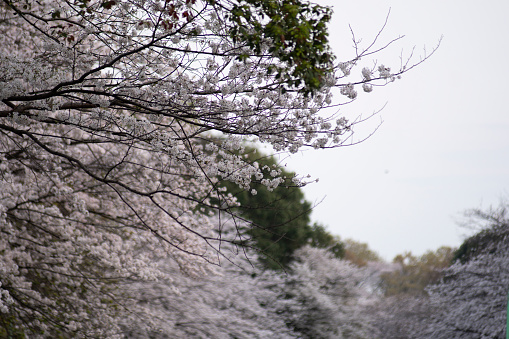 Cherry blossoms are one of Japan's representative flowers, and during cherry blossom season, everyone enjoys an outdoor party called hanami.