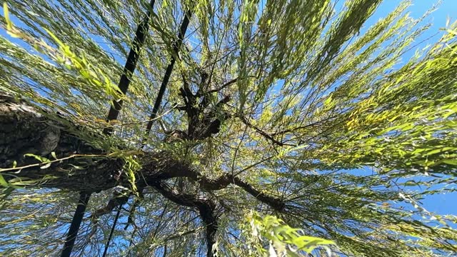 Slow Motion Tranquil Forest Canopy: Serene View Looking Upwards from Beneath a Tree with Green Branches Resembling Cascading Hair