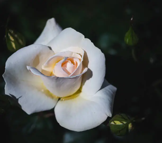 Photo of close-up of white rose with green background, sunny afternoon, copy space.