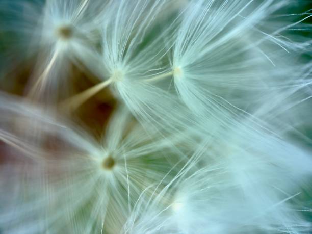 istock Extreme close up of dandelion flower 2148497736