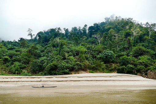 trees on the beach, beautiful photo digital picture