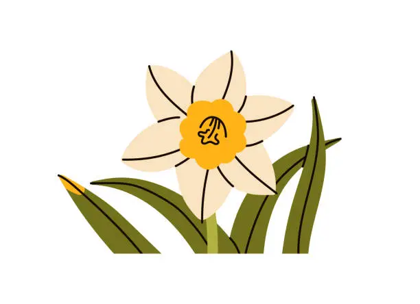 Vector illustration of Daffodil blossom, leaves, narcissus buds, spring flower, floral plant, narcissus flower and leaves covered in fragrant scents, botanical natural decoration.
