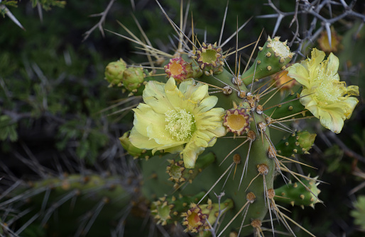 Fantastic flowering and blooming yellow opuntia cactus in the desert.