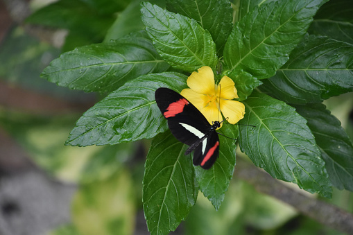 Black butterfly with a Pink and White Stripe on the wings.