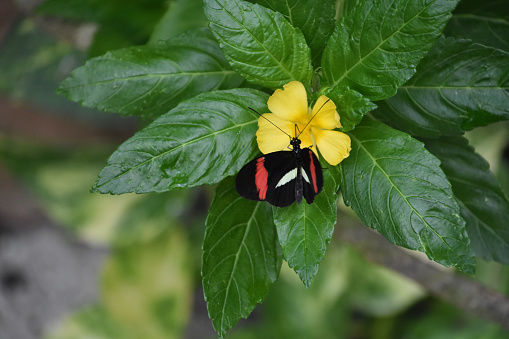 Pretty postman butterfly on a small yellow flower in a garden.