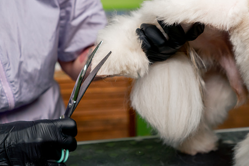 close up in the grooming salon small white Spitz is washed groomer procedure cutting legs