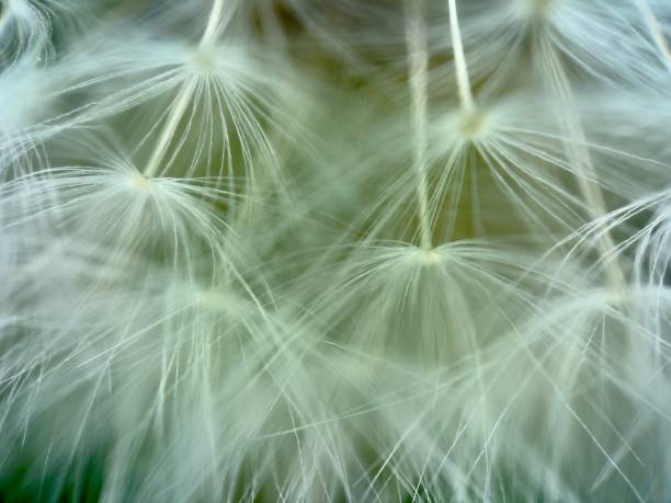 istock Extreme close up of purple dandelion 2148500521