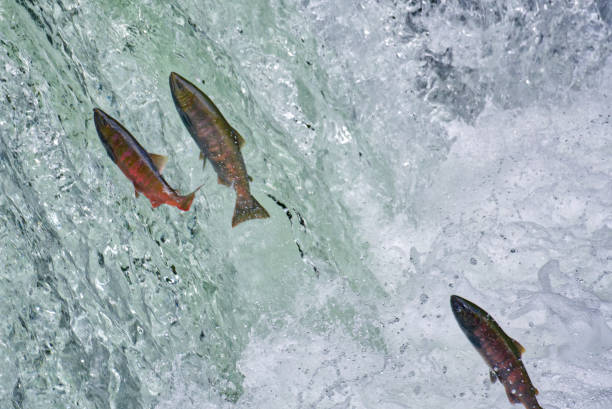 istock Waterfall streamer of Sakura trout in Shari river, Shari town, Hokkaido 2148500607