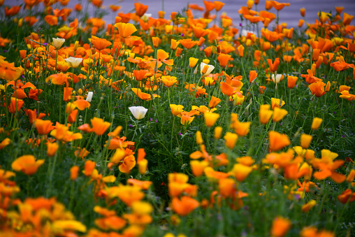 California poppy, Eschscholzia californica
