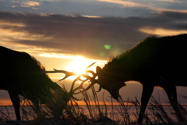 Two Shiras' Bull Moose in Eastern Idaho.