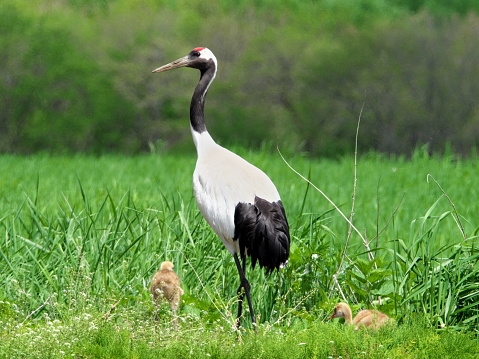 Red-crowned cranes in spring in eastern Hokkaido, parent and child, child rearing, young birds