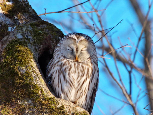 Ezo owl with long stamen in eastern Hokkaido, winter, predation,