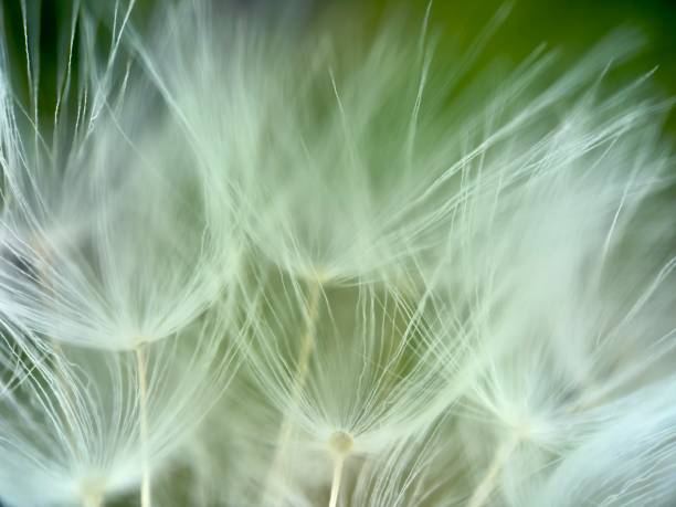 istock Extreme close up of dandelion 2148502629