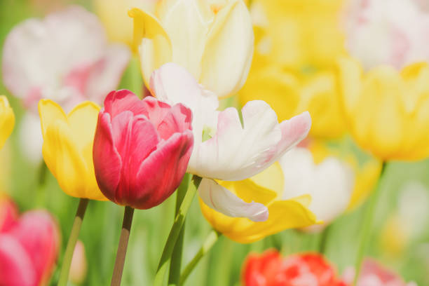 Beautiful tulips blooming in the forest park