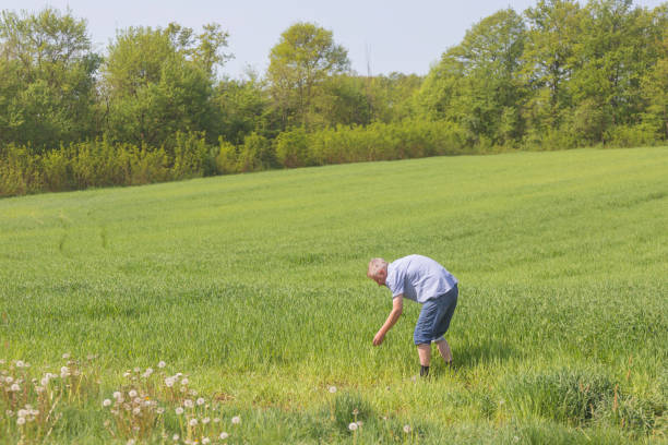 Farmer at his growing wheat field in springtime