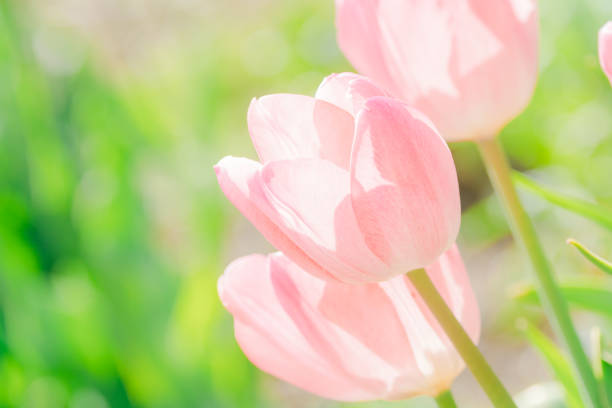 Beautiful tulips blooming in the forest park