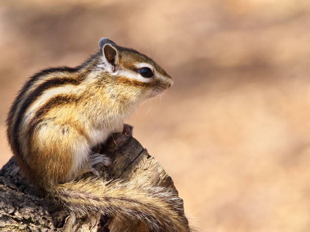 istock Eastern Hokkaido rare animal cute chipmunk 2148503001