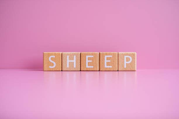 istock Wooden blocks form the text SHEEP against a pink background 2148503449