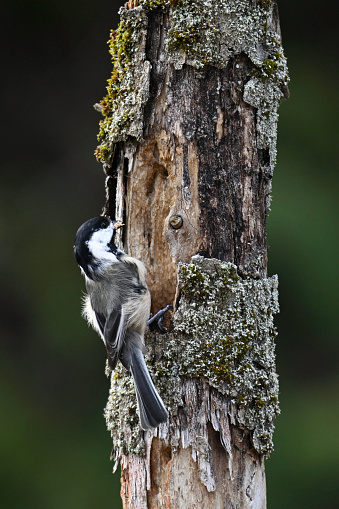 Black-capped chickadee building a nest in a dead tree