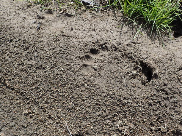 istock Eastern Hokkaido Wild brown bear footprints 2148503735