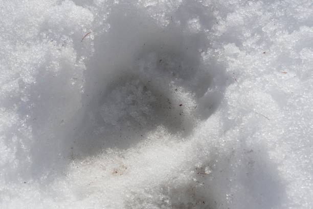 istock Eastern Hokkaido Wild brown bear footprints 2148503739