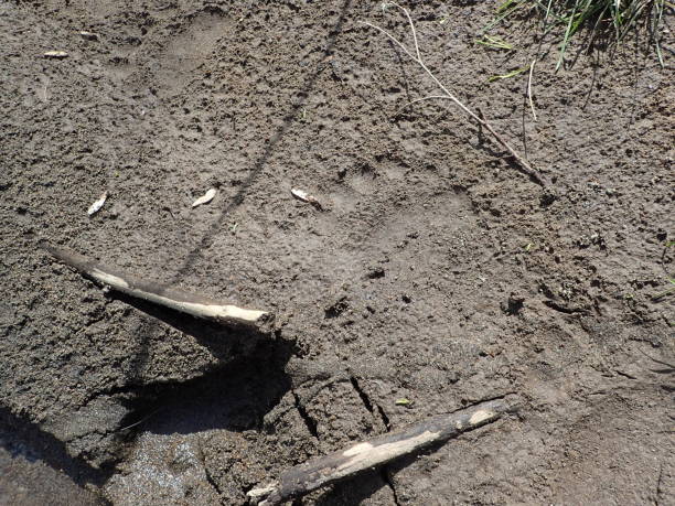 Eastern Hokkaido Wild brown bear footprints