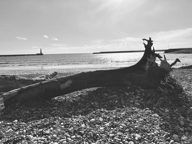 istock Driftwood on Roker Beach at Sunderland 2148504139