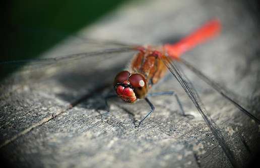 A ruddy darter dragonfly in the wild.