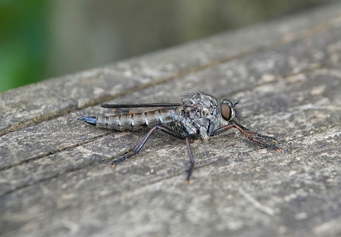A robber fly on a wooden fence at a nature reserve.
