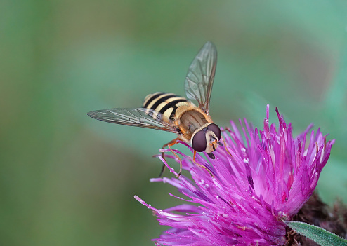 A hoverfly on a thistle in a nature reserve.
