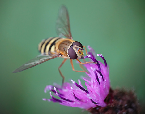 A hoverfly feeding on a pink thistle in the wild.