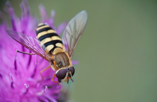 A hoverfly on a thistle flower in the wild.
