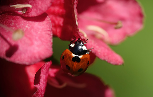 Ladybug on parsley leaf in the garden.