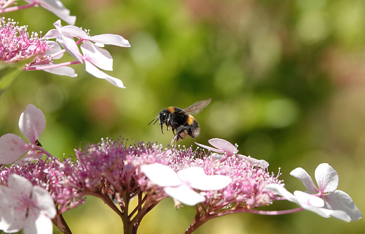 A bumblebee in the garden in summer.